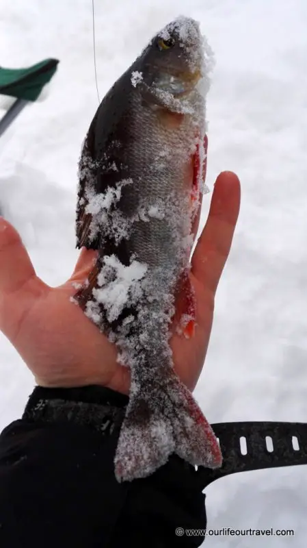 The fish caught while ice-fishing in Lapland, Finland.
