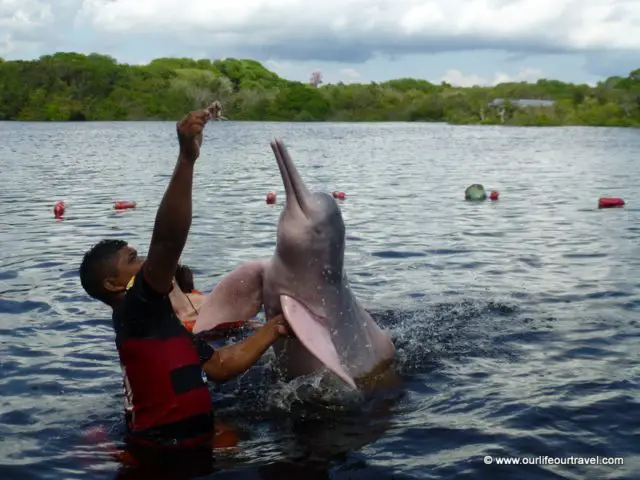 Swimming with pink river dolphins. Manaus, Brazil. | pink dolphin Amazon | river dolphins