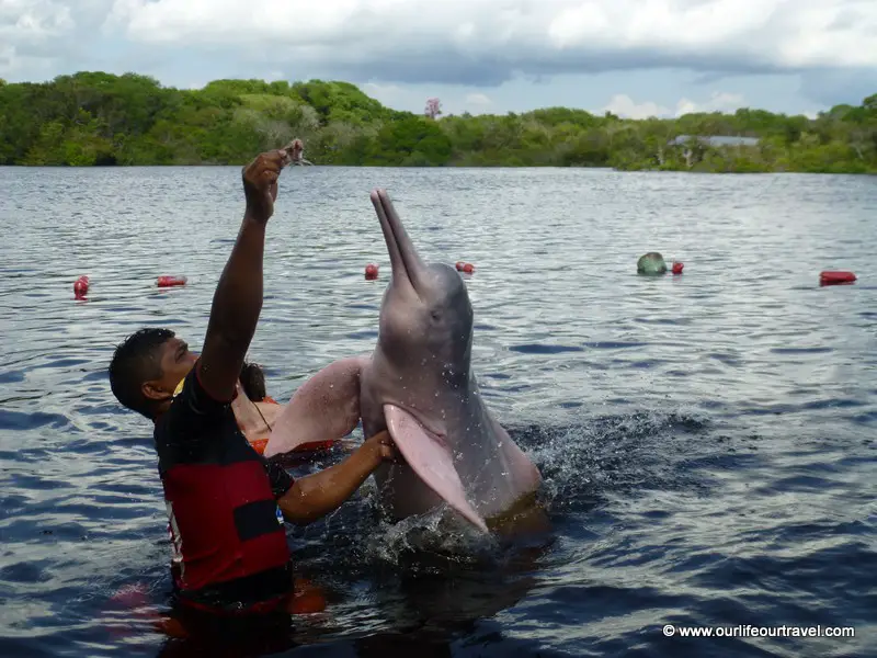 Why not so swim with pink dolphins. Manaus, Brazil.