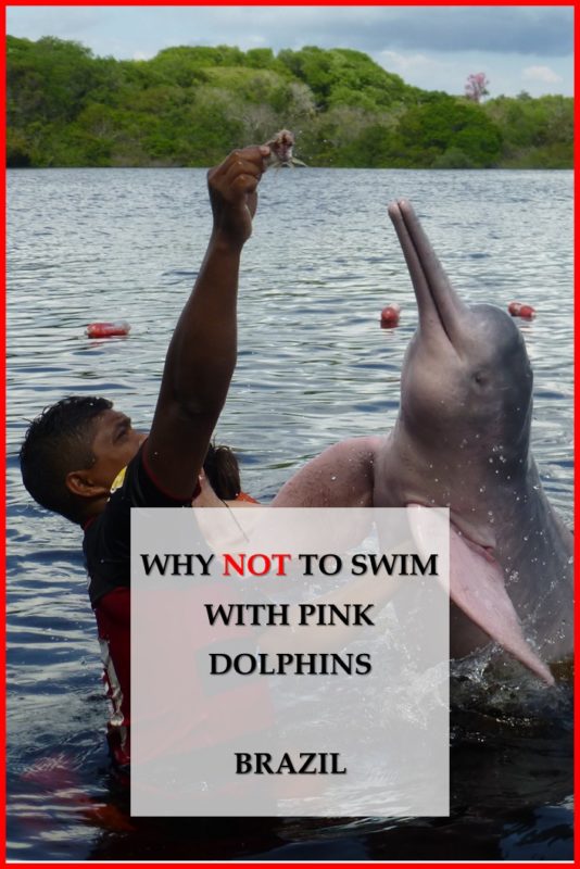 Why not to swim with pink dolphins. Manaus, Brazil. #dolphins #responsible #tourism #brazil 