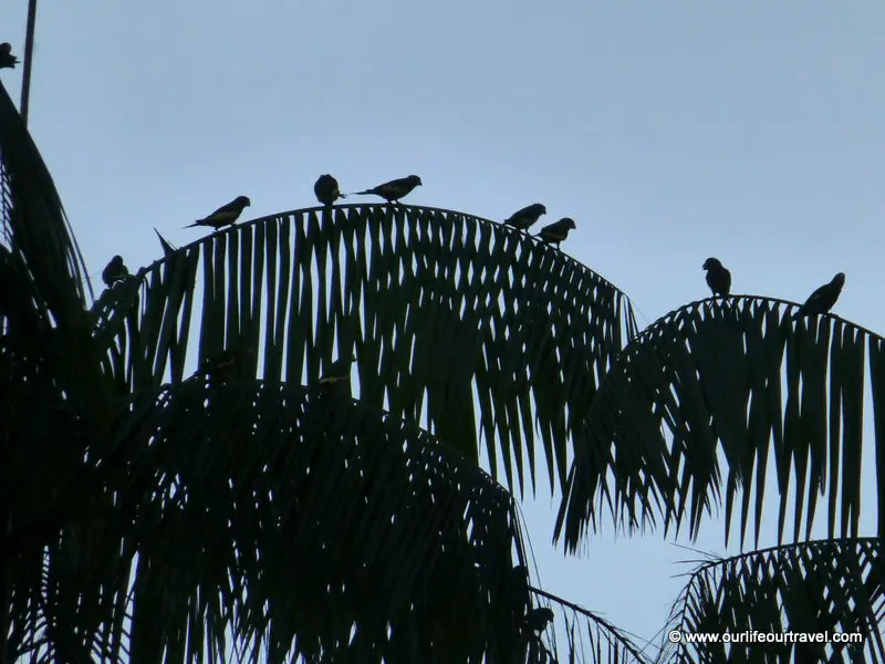 Watching parakeets in Leticia, Colombia.