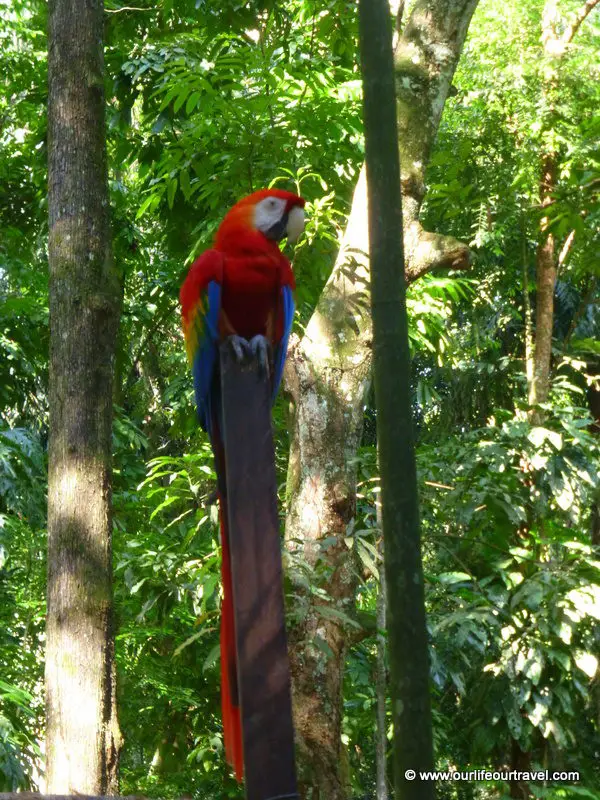 Belém Zoo, Amazonia, Brazil