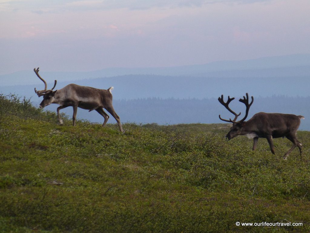 wedding finnish lapland urho kekkoken national park reindeer kilopää