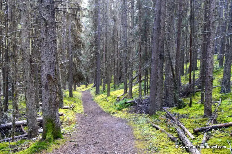 Walk in the forest, Edith Pass.