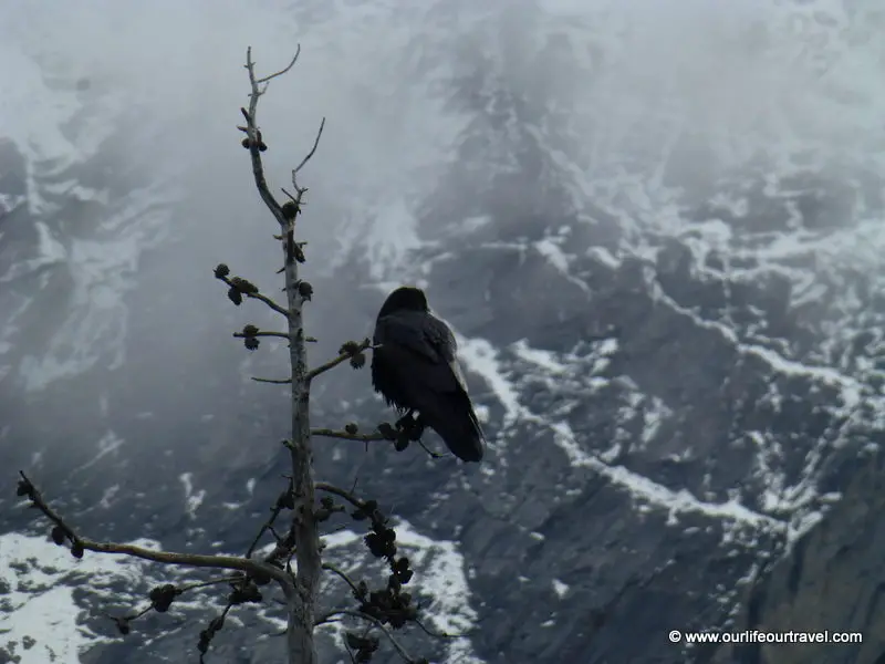 Raven observing Canadian Rockies