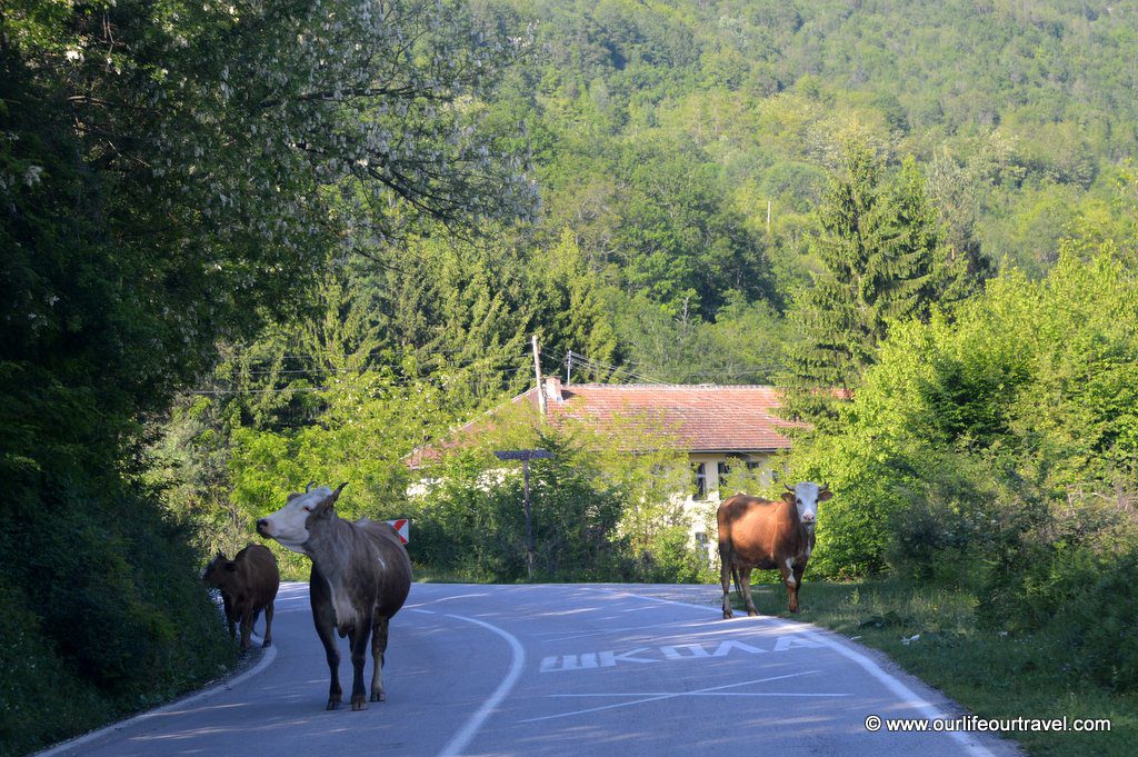 Cows on the road to Sutjeska National Park