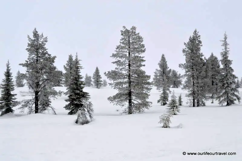 Snowy trees in Pallas-Ylläs National Park, Lapland, Finland