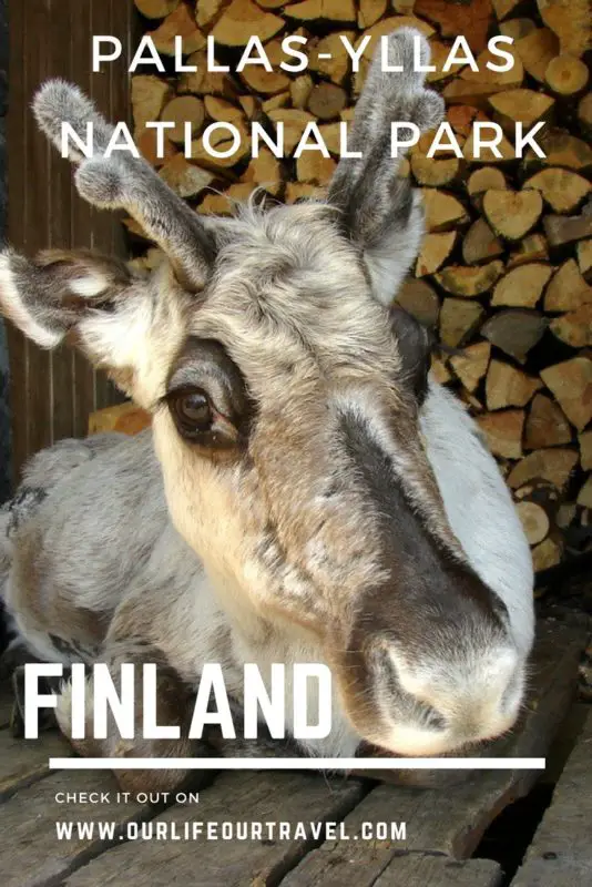 Reindeer in Pallas-Ylläs National Park, Lapland, Finland