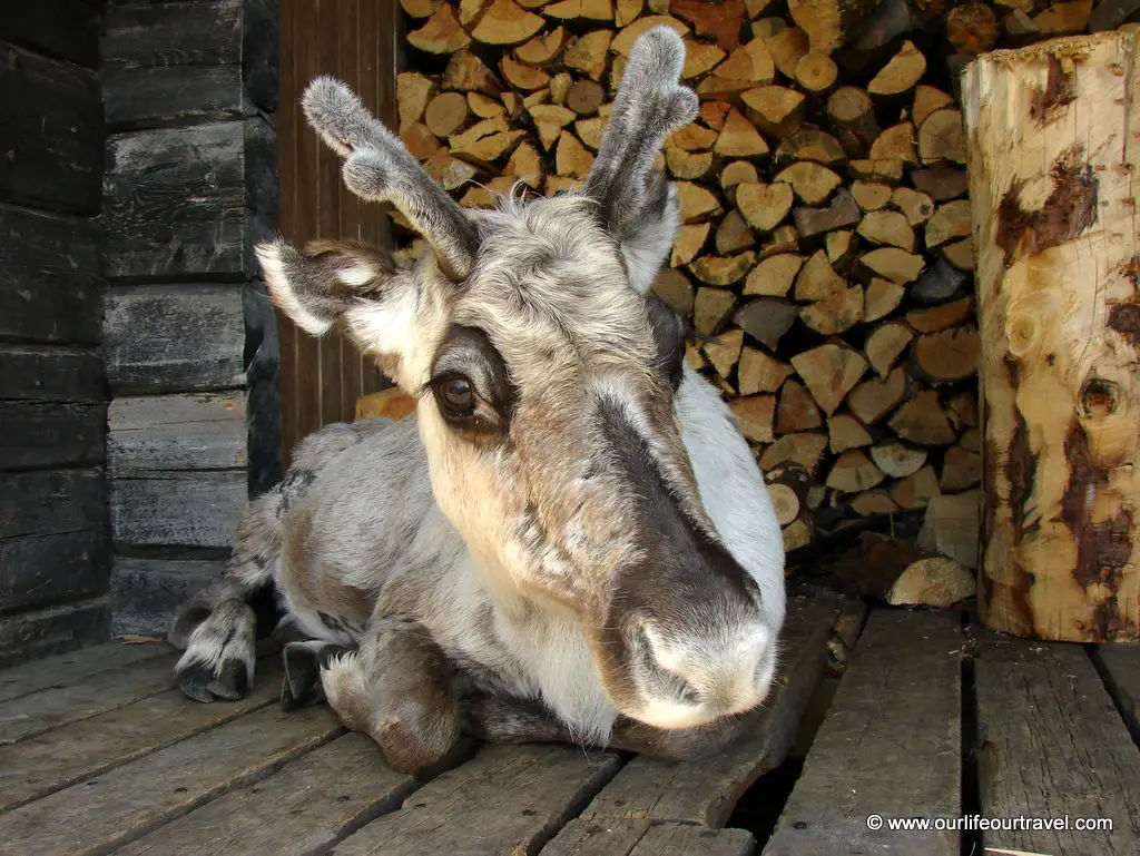 Reindeer from close at Pallas-Yllästunturi National Park, Lapland, Finland