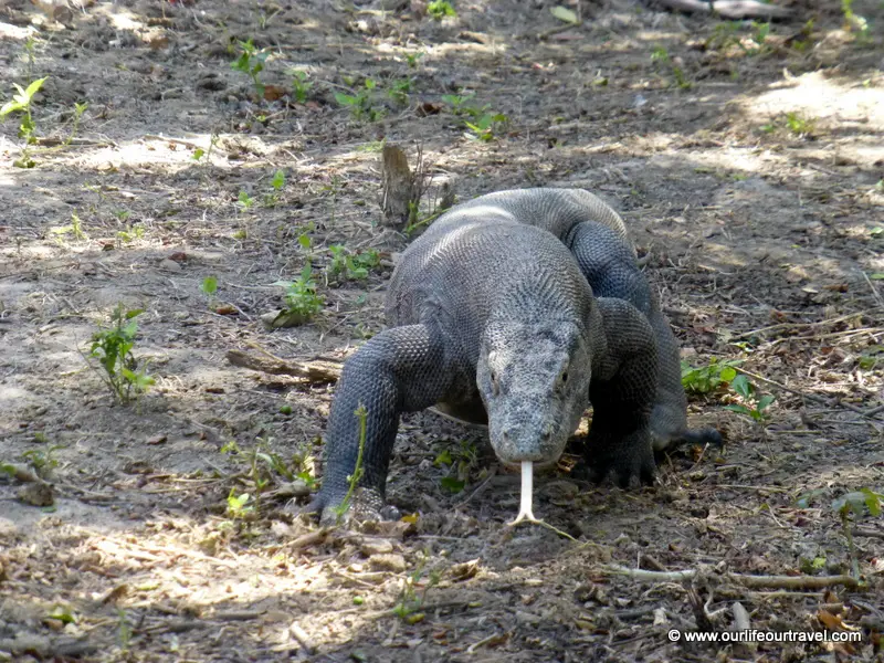 Komodo dragon at Komodo National Park, Indonesia