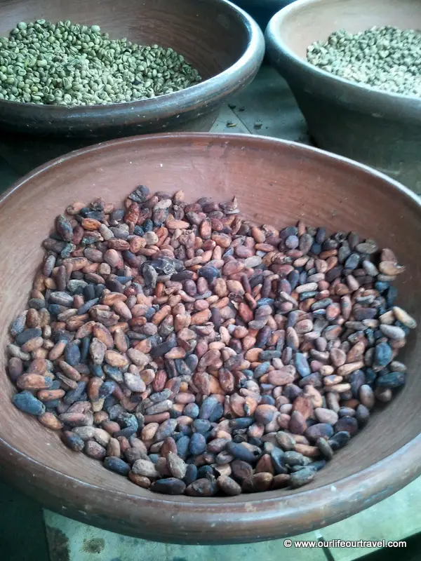 Coffee plantation and displays of Kopi Luwak , Bali, Indonesia