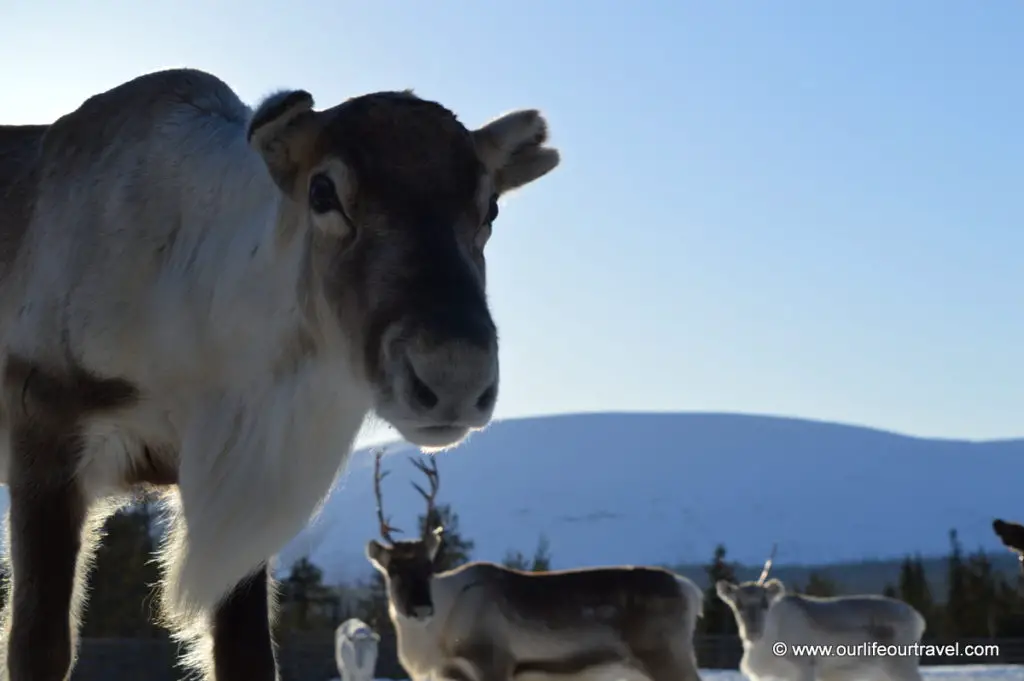 Pallas-Yllästunturi National Park, Lapland, Finland: reindeer