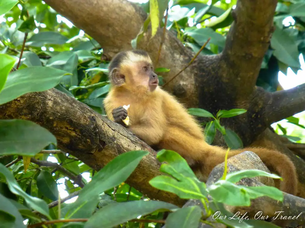 Monkeys in Lençois the Maranhenses National Park