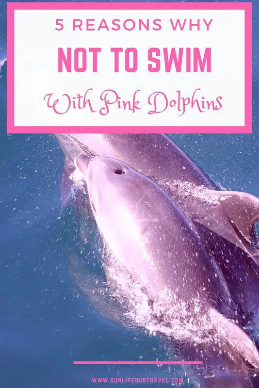 Why not to swim with pink dolphins? Why it is not responsible tourism? Read about our experience we had in Manaus, Brazil.#pink #dolphin #manaus #brazil #swim #responsible #tourism #animals 