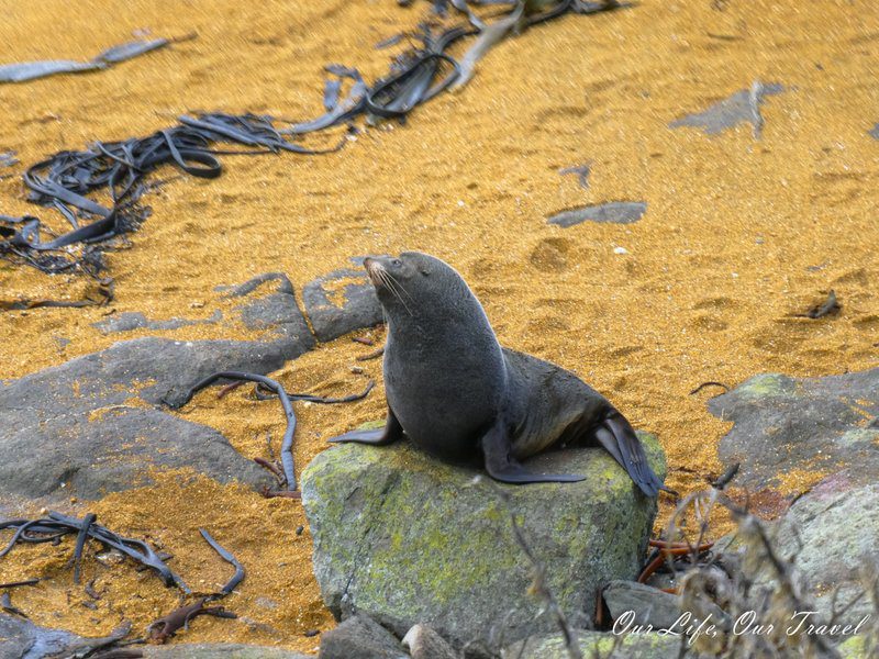 Sea Lions in New Zealand