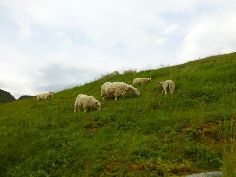 Sheep in Lofoten, Norway