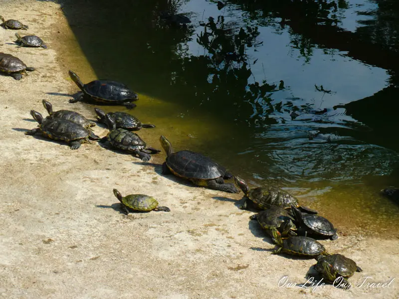 Kusu Island Guide: the Tortoise Island in Singapore - Our Life, Our Travel