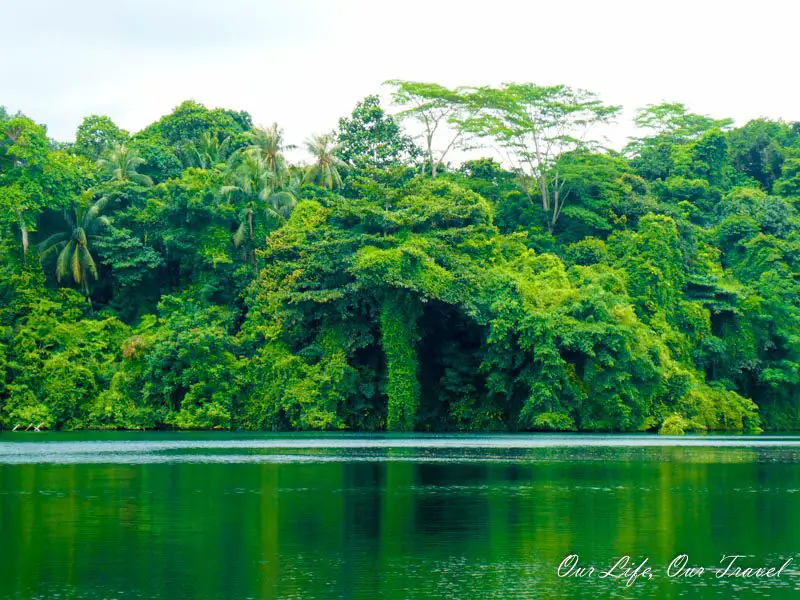 Vegetation at Pekan Quarry