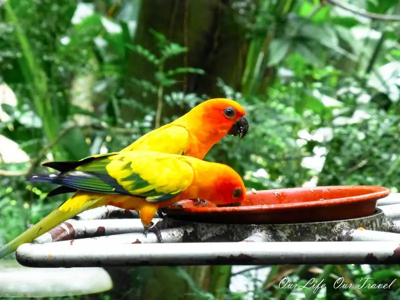 Parrots at Jurong Bird Park, Singapore with kids