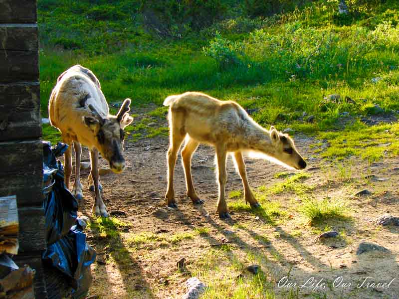 reindeer Pallas-Yllästunturi National Park