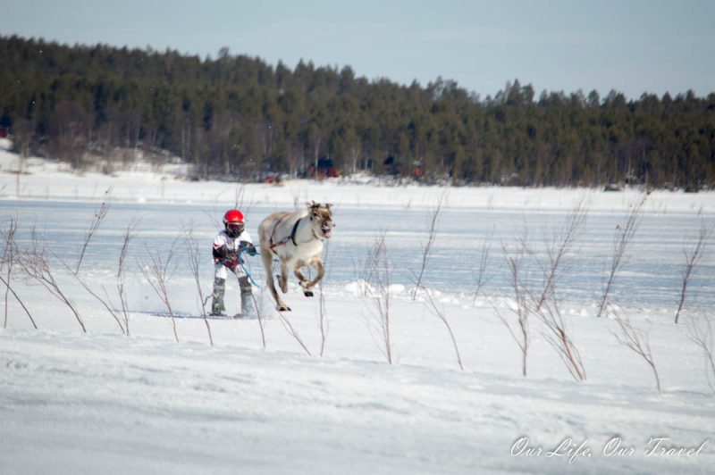 Inari reindeer race Porocup