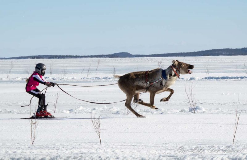 Inari reindeer racing