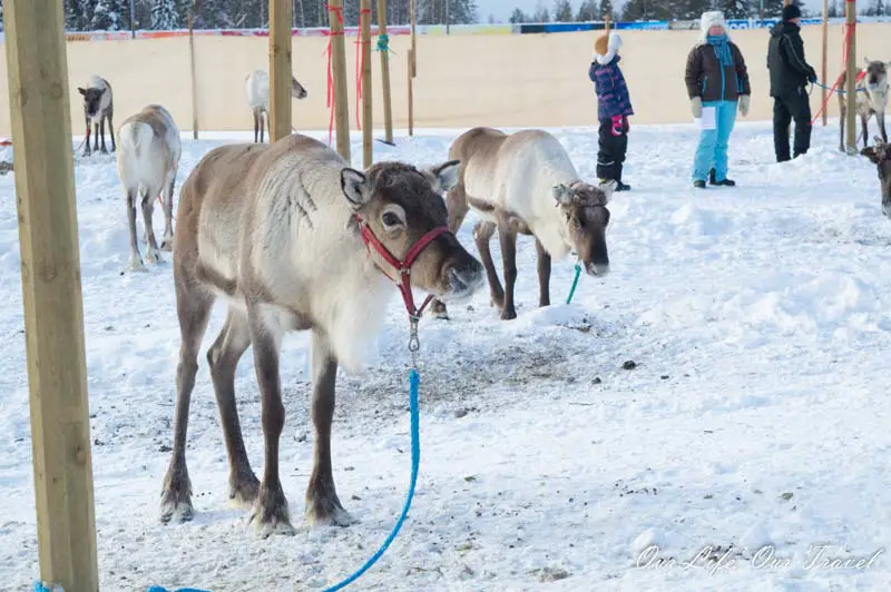 reindeer in Rovaniemi PoroCup