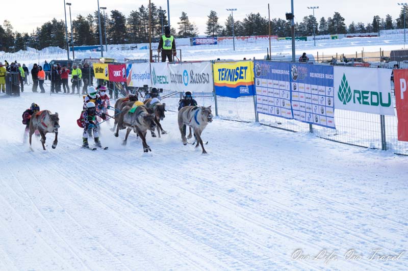 reindeer race lapland finland