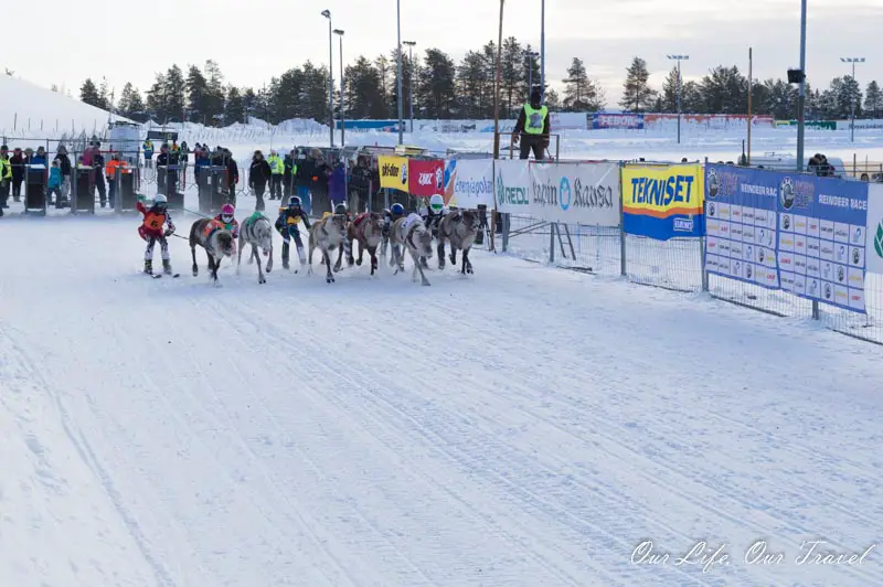 reindeer race rovaniemi porocup