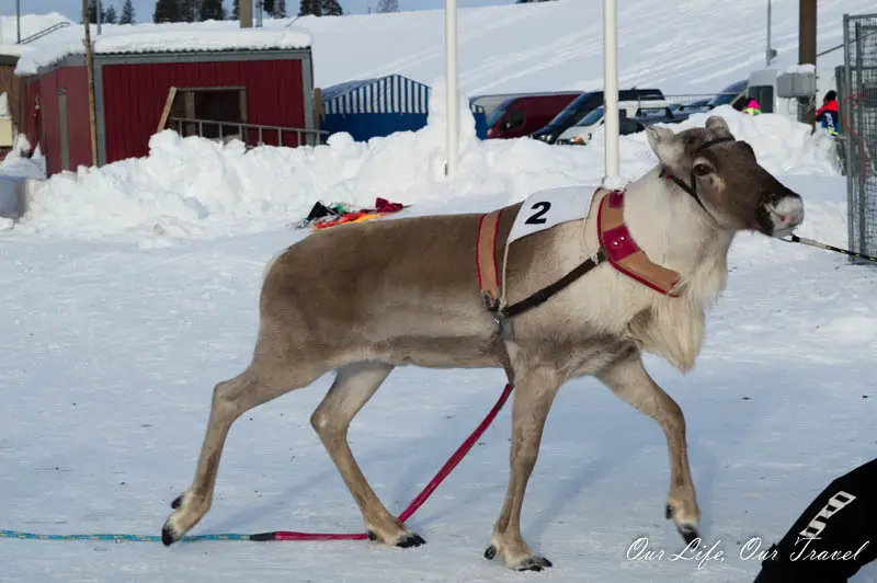 reindeer rovaniemi lapland