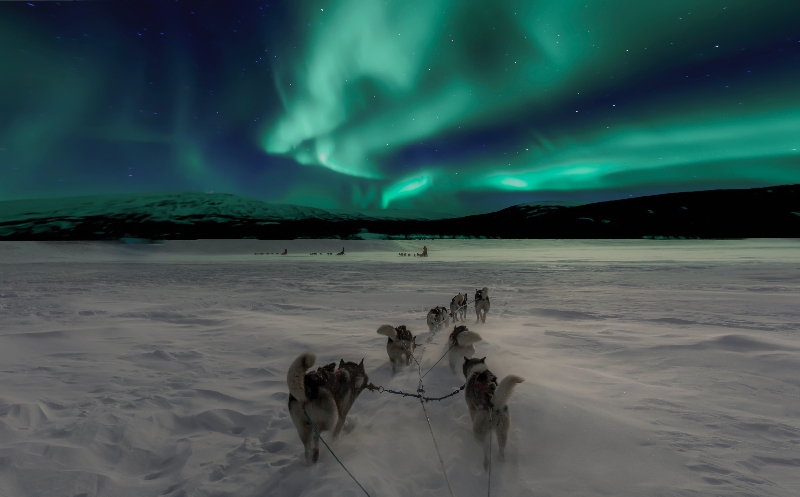 aurora borealis - northern lights with husky safari lapland