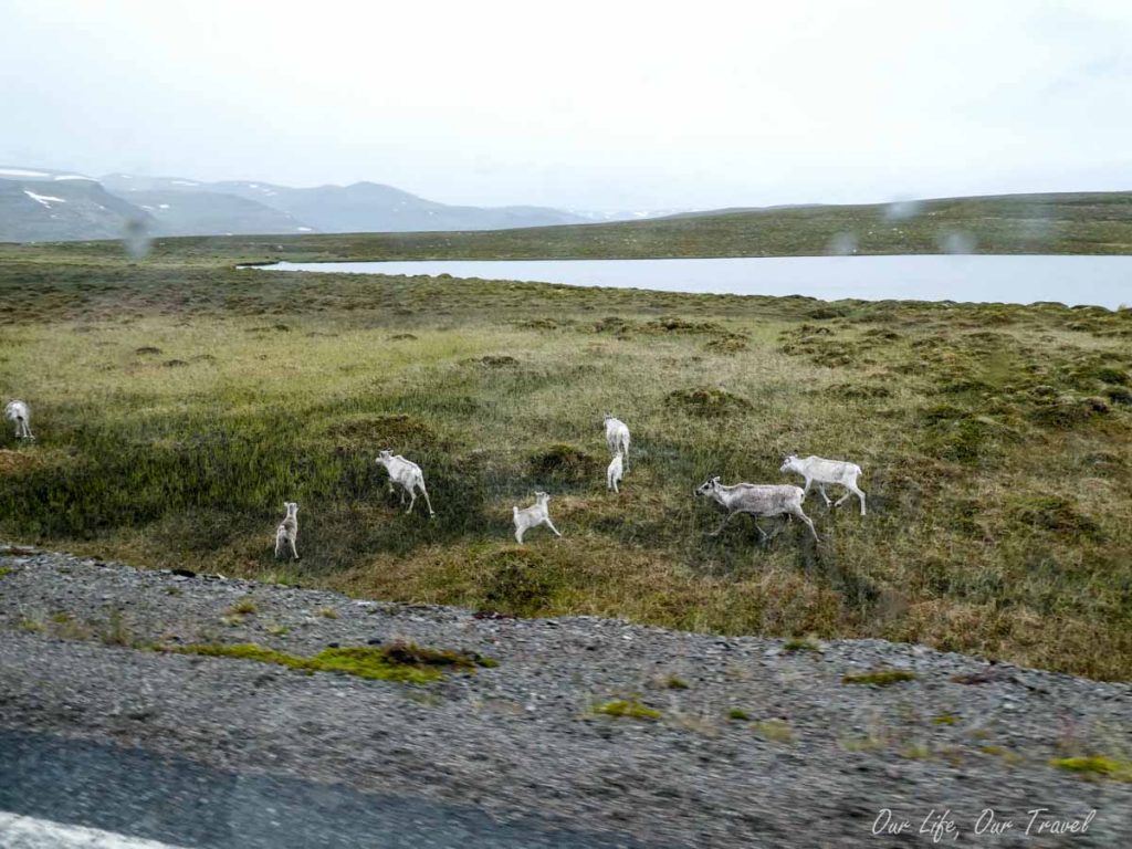 reindeer Nordkapp