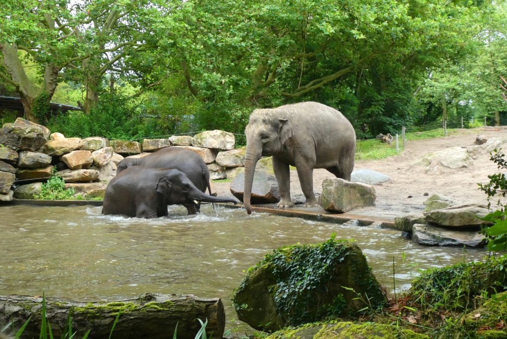 rotterdam zoo elephants