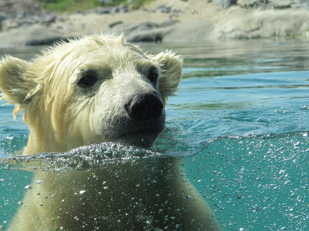 rotterdam zoo polar bear