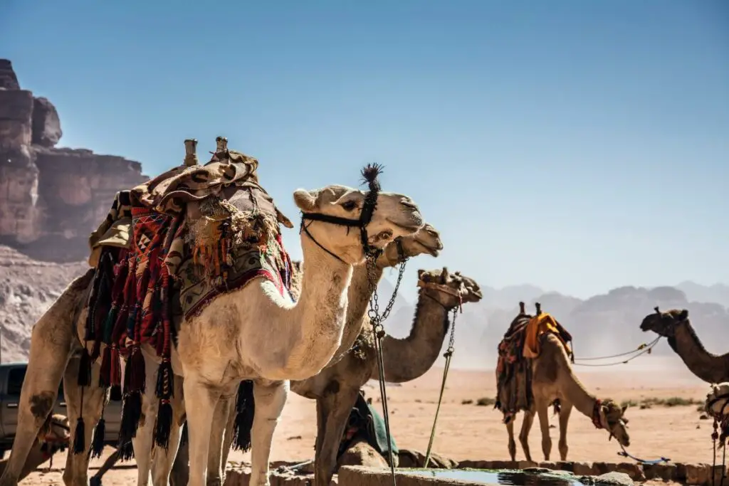 camel tour in Wadi Rum Jordan